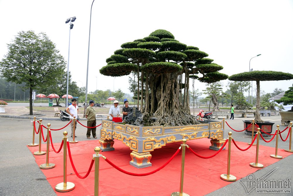 sieu cay dat vang gia chuc ty do dang cung cay 200 tuoi o ha noi