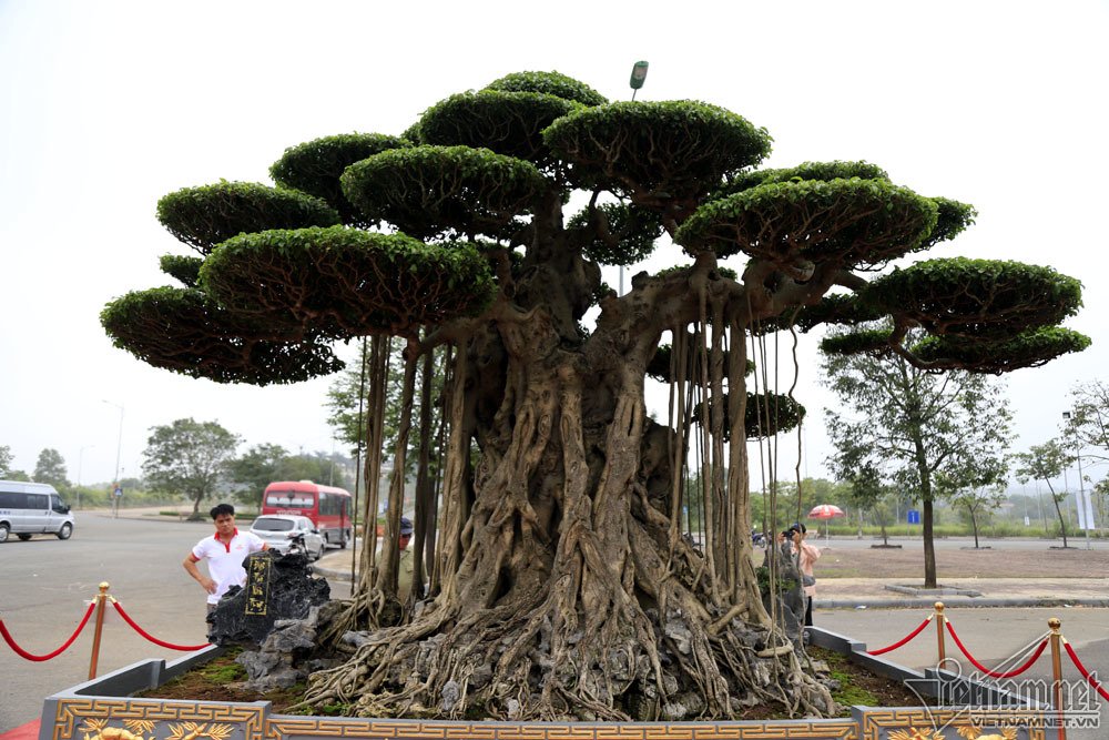 sieu cay dat vang gia chuc ty do dang cung cay 200 tuoi o ha noi