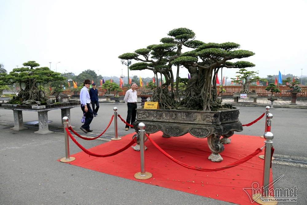 sieu cay dat vang gia chuc ty do dang cung cay 200 tuoi o ha noi