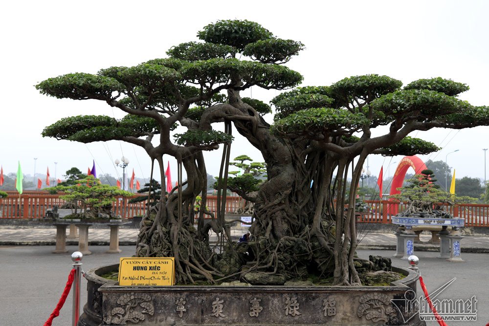 sieu cay dat vang gia chuc ty do dang cung cay 200 tuoi o ha noi