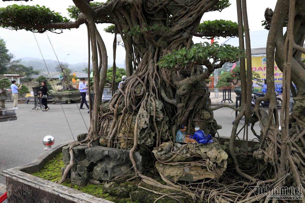 sieu cay dat vang gia chuc ty do dang cung cay 200 tuoi o ha noi