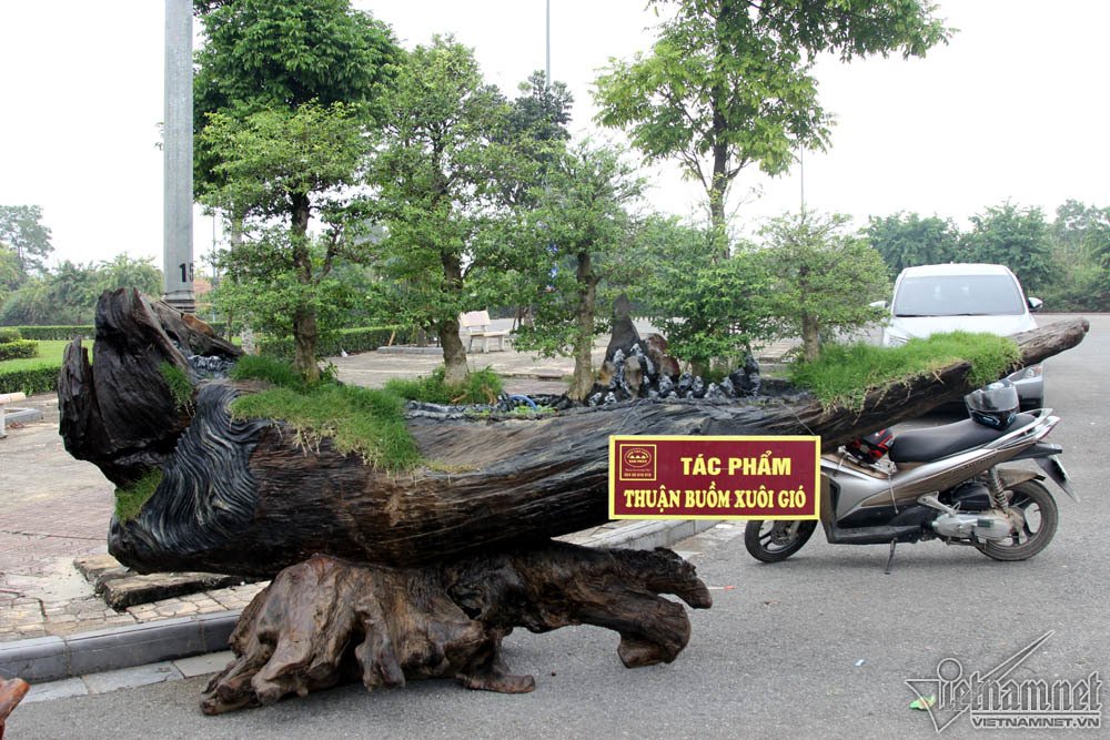 sieu cay dat vang gia chuc ty do dang cung cay 200 tuoi o ha noi