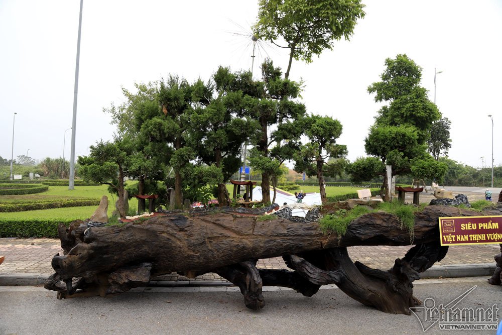 sieu cay dat vang gia chuc ty do dang cung cay 200 tuoi o ha noi