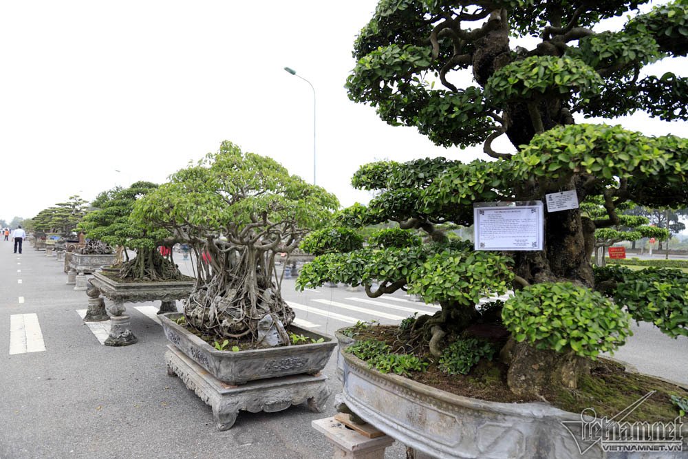 sieu cay dat vang gia chuc ty do dang cung cay 200 tuoi o ha noi