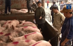 Liệu thịt lợn có tiếp tục lên “cơn sốt” giá?