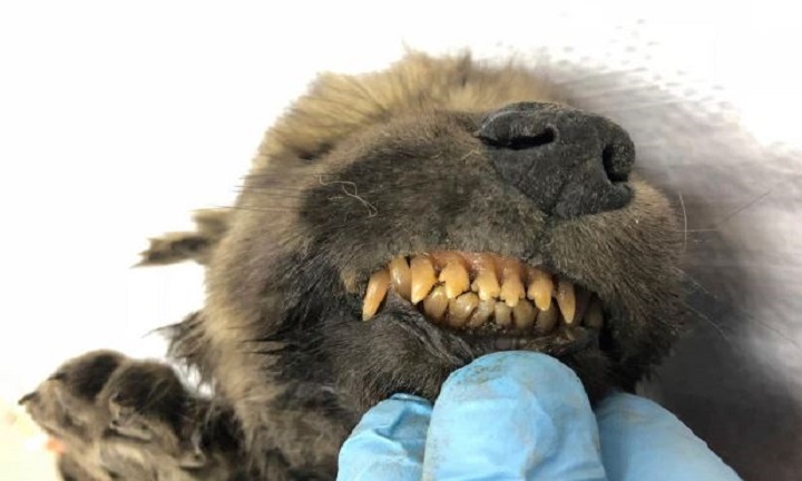 cho non dong cung 18000 nam con nguyen long