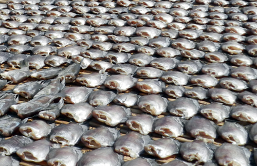 thuong lai lung mua vay ca o mien tay