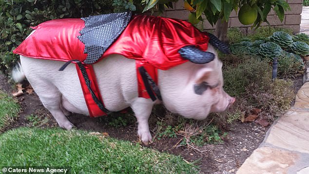 chu lon sang chanh nhat the gioi voi do hieu gia ngan do