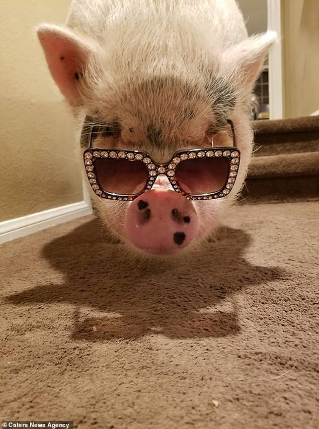 chu lon sang chanh nhat the gioi voi do hieu gia ngan do