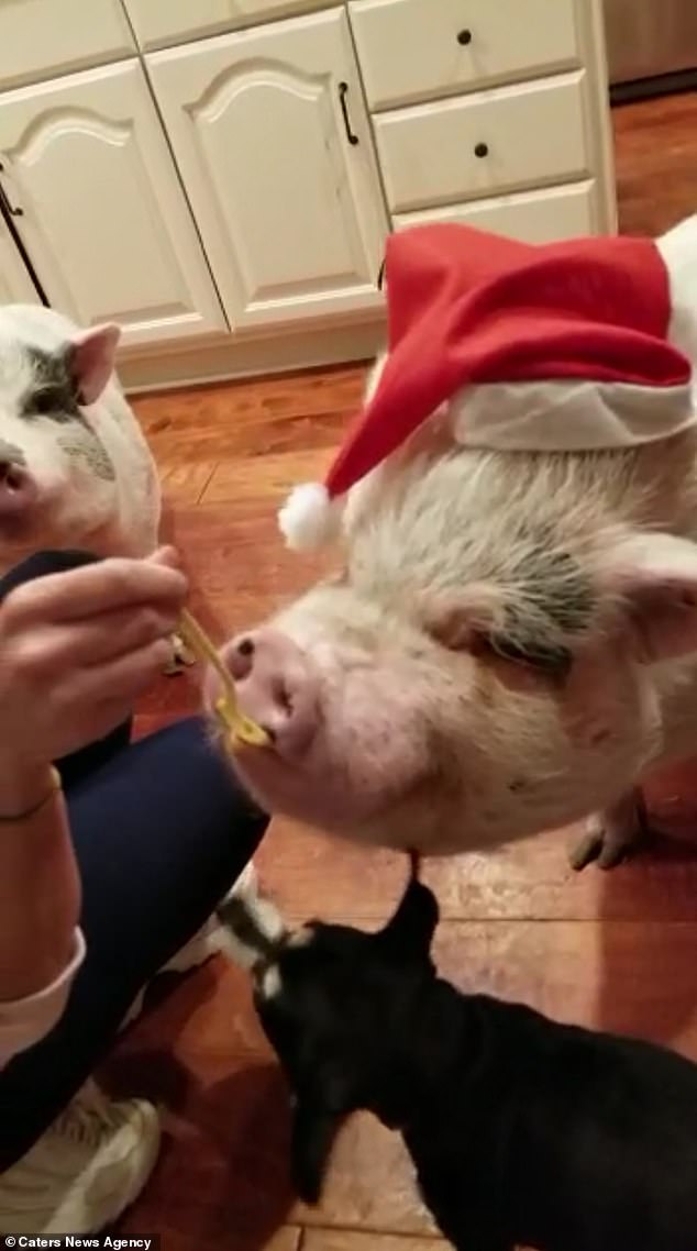 chu lon sang chanh nhat the gioi voi do hieu gia ngan do