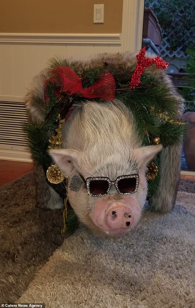 chu lon sang chanh nhat the gioi voi do hieu gia ngan do