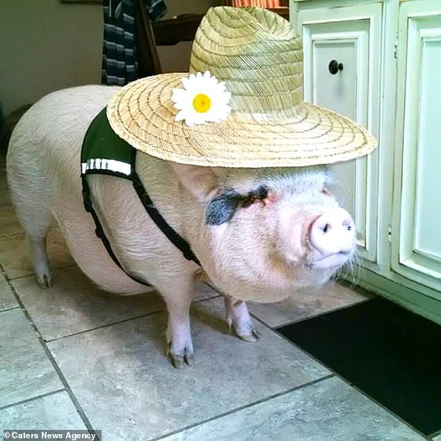 chu lon sang chanh nhat the gioi voi do hieu gia ngan do