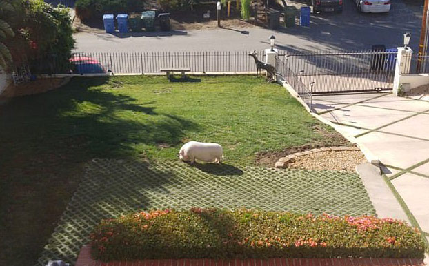 chu lon sang chanh nhat the gioi voi do hieu gia ngan do