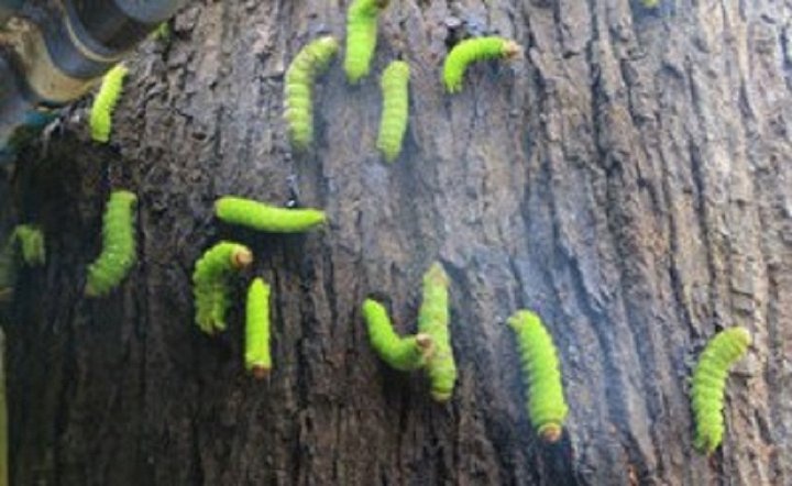 Hàng nghìn con sâu lạ 'tấn công' nhà dân ở Bình Dương hang nghin con sau la tan cong nha dan o binh duong