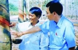 mua thu hoach che tren nong truong gan tram tuoi o pho nui