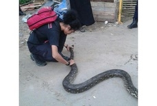 choang voi khu o chuot thanh lang cau vong nhon nhip du khach o indonesia