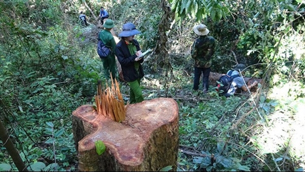 Truy tố 40 bị can liên quan vụ phá rừng tại Khu Bảo tồn thiên nhiên Ea Sô - Báo Công an nhân dân điện tử