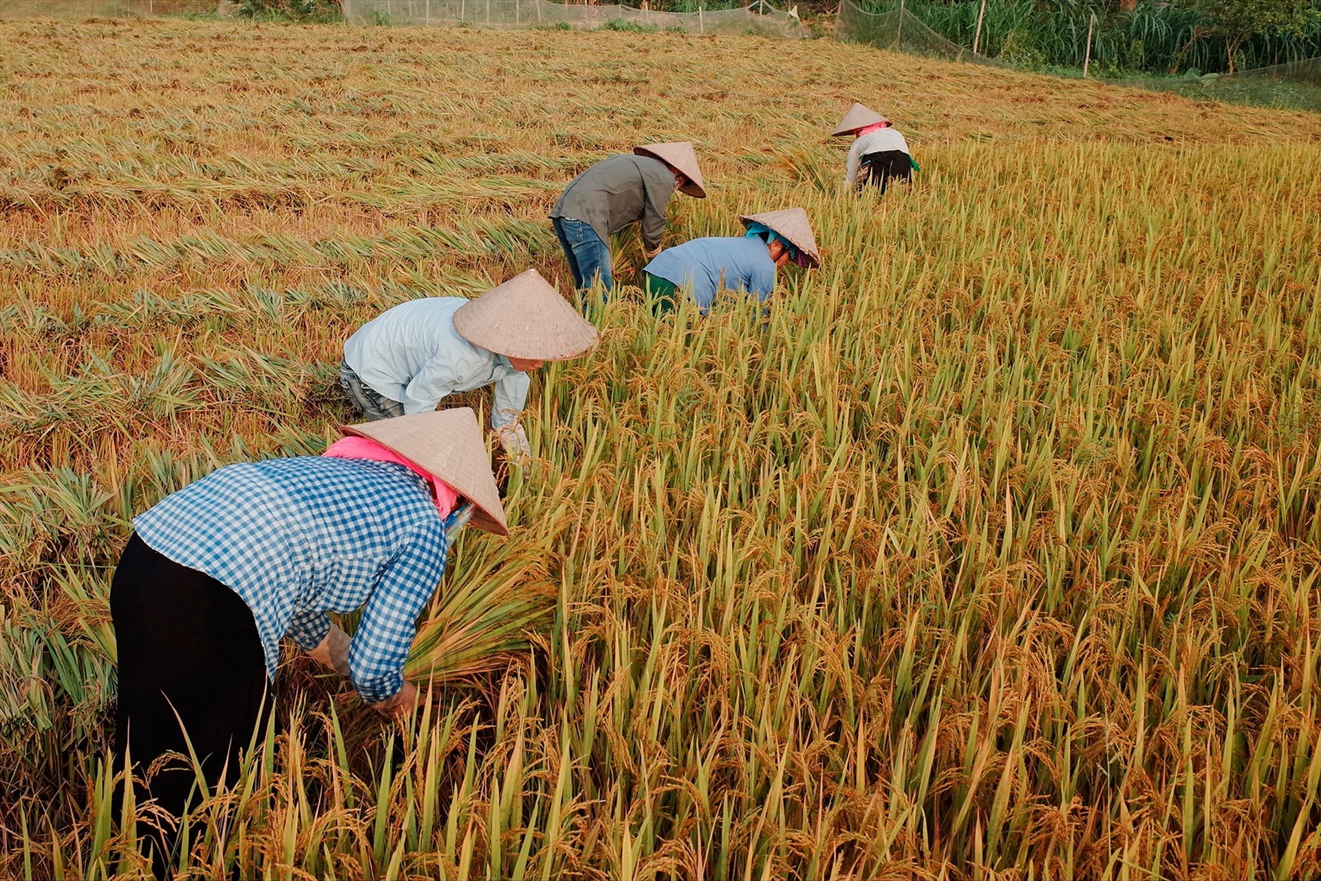 hiep hoi luong thuc len tieng ve vu hai quan mo to khai luc 0h