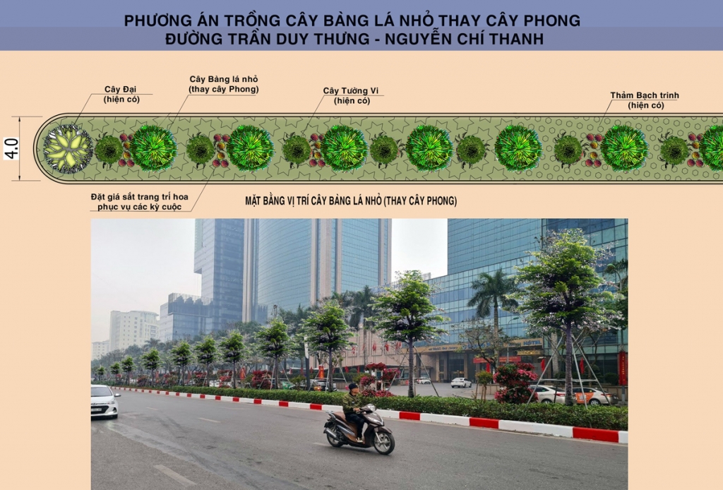 Hà Nội thay thế hàng cây phong lá đỏ