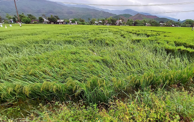 Mưa lớn, hơn 20.000ha lúa, hoa màu tại Quảng Nam bị thiệt hại, Quảng Ngãi cấm biển -0