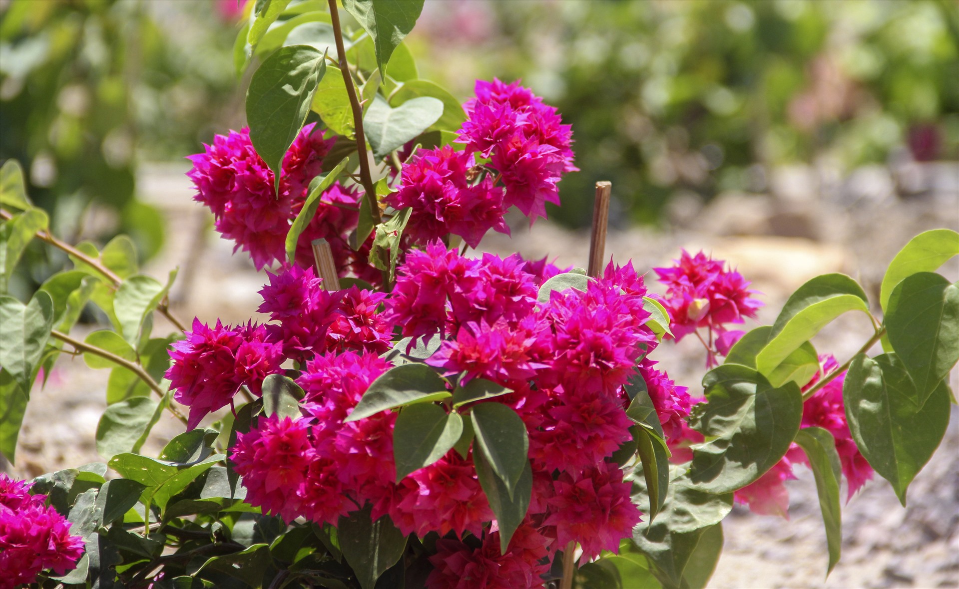 nhuc nhoi nan trom hoa tren quoc lo nghin ti vua khanh thanh