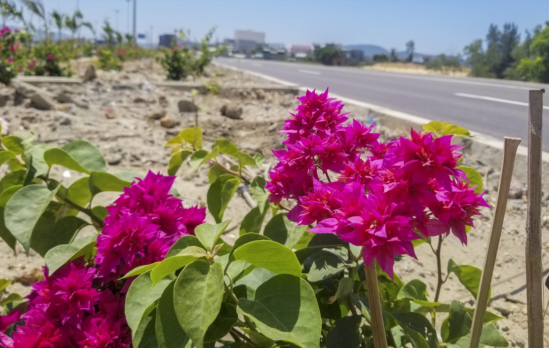 Nhức nhối nạn trộm hoa trên Quốc lộ nghìn tỉ vừa khánh thành nhuc nhoi nan trom hoa tren quoc lo nghin ti vua khanh thanh