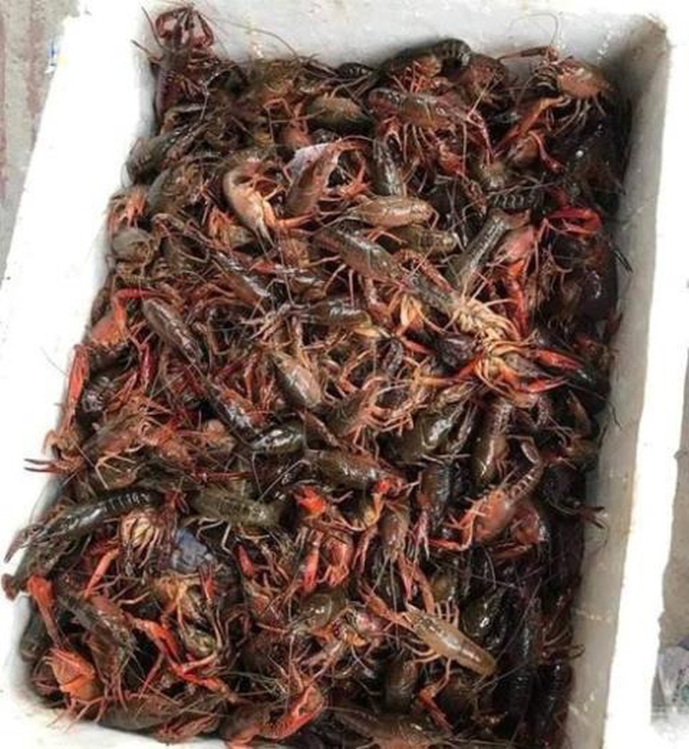 phong virus la xam nhiem vao viet nam truy tom trung quoc nhap lau