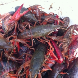 phong virus la xam nhiem vao viet nam truy tom trung quoc nhap lau