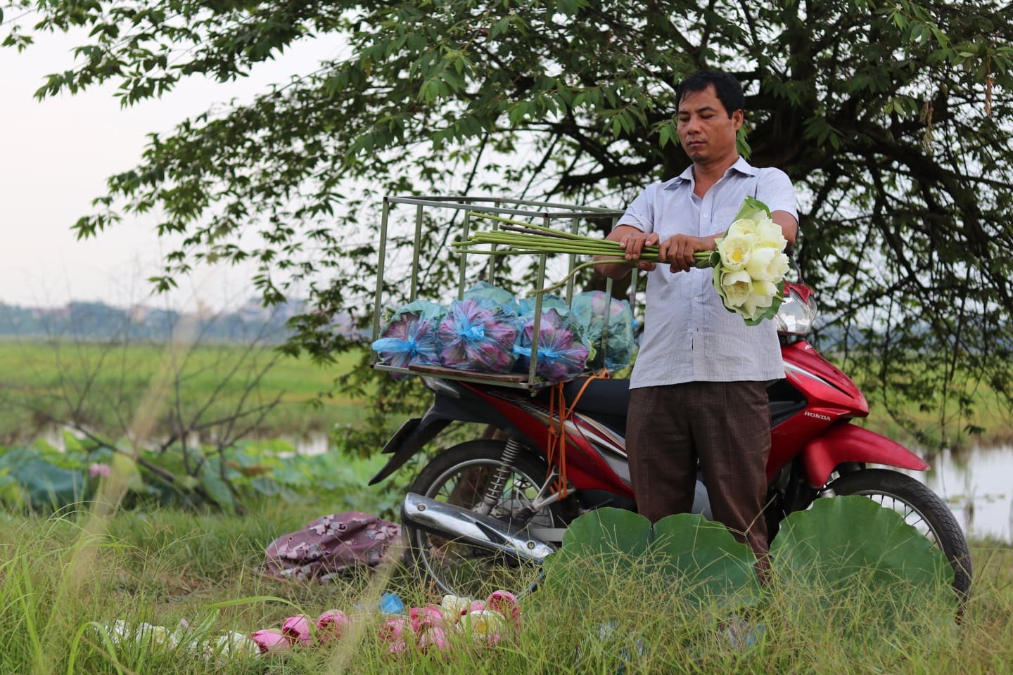 ha noi nguoi nong dan lam giau tu dam sen quy hiem