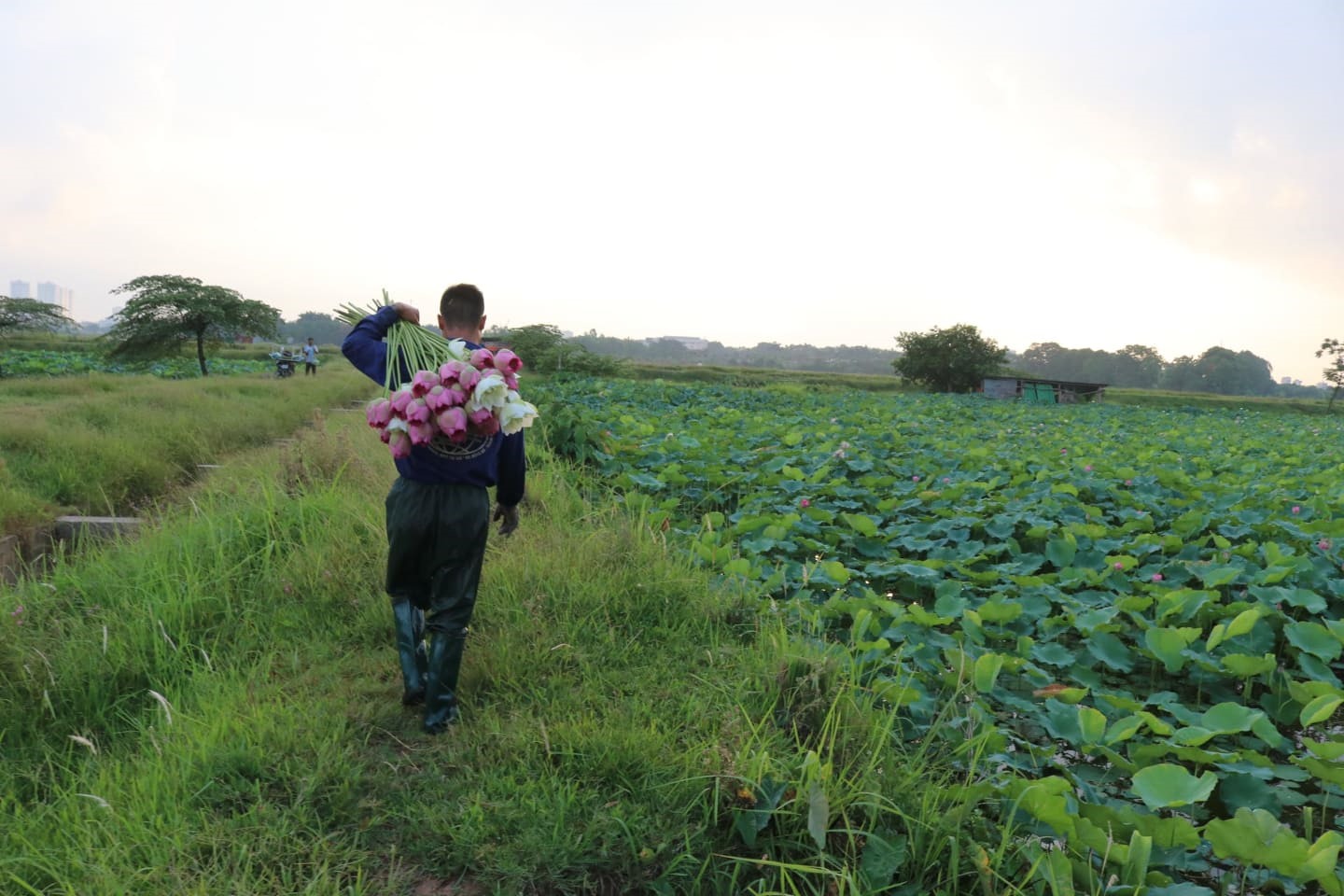 ha noi nguoi nong dan lam giau tu dam sen quy hiem