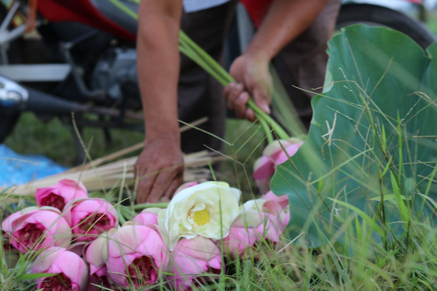 ha noi nguoi nong dan lam giau tu dam sen quy hiem