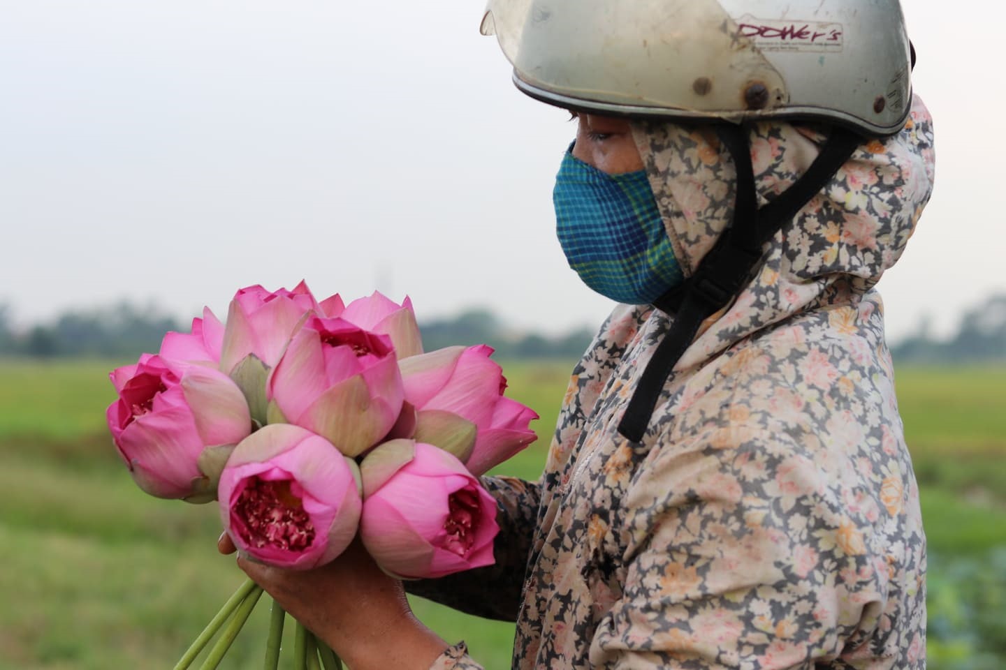 ha noi nguoi nong dan lam giau tu dam sen quy hiem