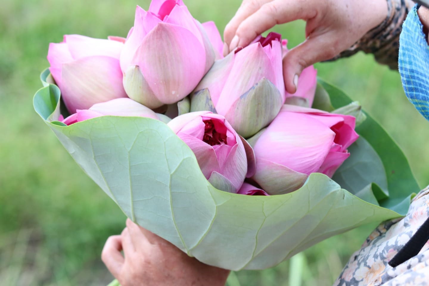 ha noi nguoi nong dan lam giau tu dam sen quy hiem