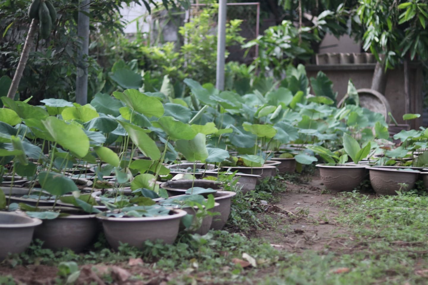 ha noi nguoi nong dan lam giau tu dam sen quy hiem