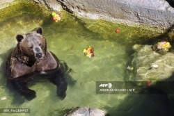 Kêu gọi khoan hồng cho chú gấu Italia chịu "án tử hình" vì tấn công người