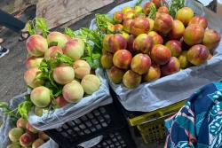 dan buon tiet lo su that ve dao sa pa ban tran ngap cho