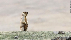 Sóc đất marmot - thủ phạm nghi gây bùng dịch hạch ở Trung Quốc và Mông Cổ