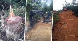 Vĩnh Phúc: Công an vào cuộc vụ rừng giao cho chủ tịch xã bị chặt phá