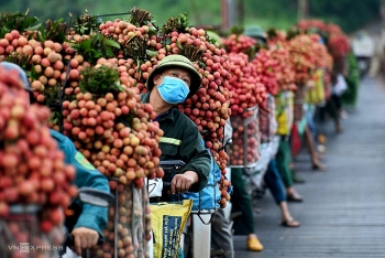 Bắc Giang ước thu hơn 6.720 tỷ đồng từ vụ vải thiều