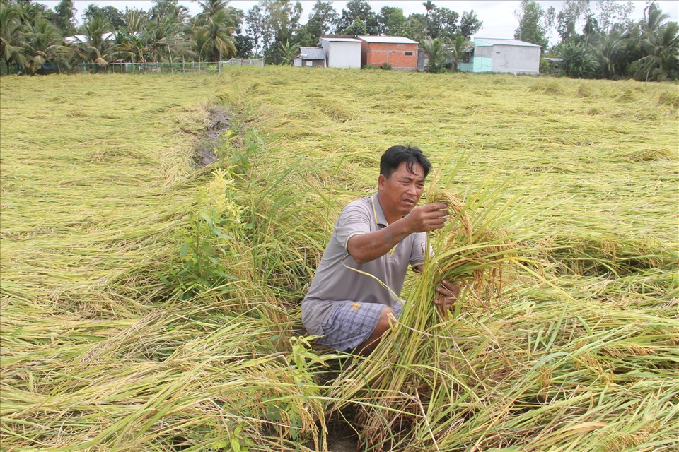 Mưa giông đã làm nhiều diện tích lúa chất lượng cao ở Hậu Giang đổ ngã, khiến nông dân đau xót. Ảnh: Tr.L.