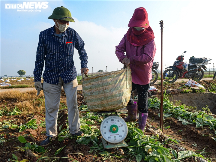 Ngày đầu trở lại sau giãn cách, vựa rau lớn nhất Hà Nội tất bật người ra kẻ vào - 11