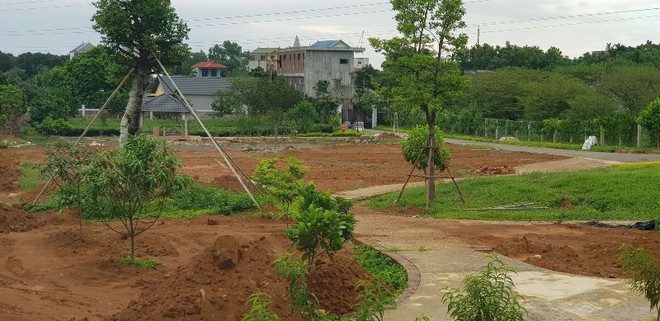 “Xẻ thịt” đất nông trường chè Long Phú làm viện dưỡng lão, nhà xưởng  ảnh 2