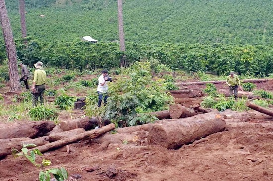 Chuyển đổi đất rừng trái phép, Công ty An Phú Nông bị phạt 251 triệu đồng - Ảnh 1