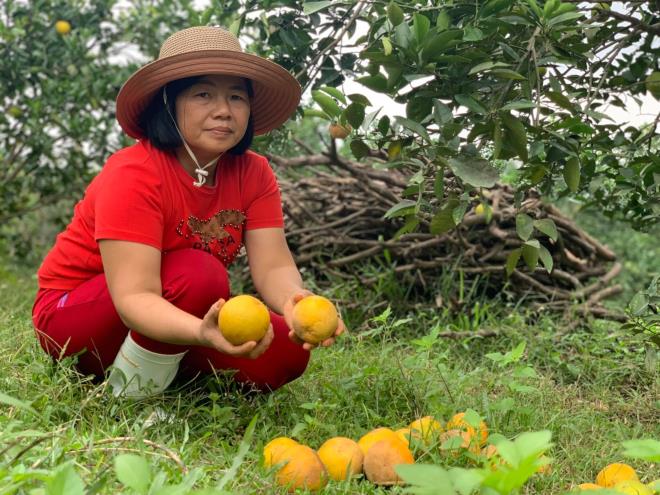Xót xa cam đặc sản thối rụng đầy vườn sau mưa lũ ở Hà Tĩnh - 1