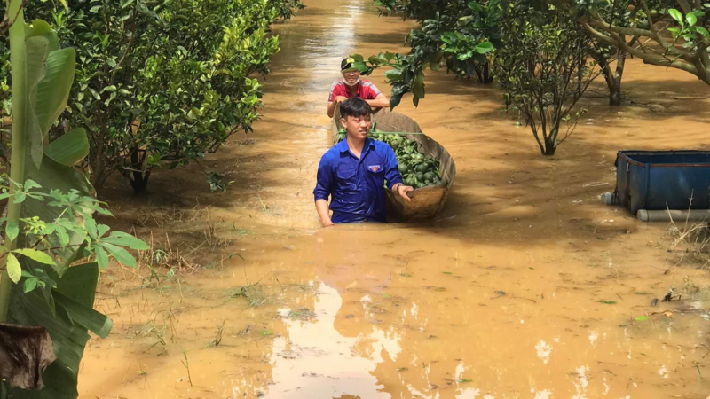 Hơn 230 ha hoa màu cây ăn trái và gần 800 tấn cá bị thiệt hại -0