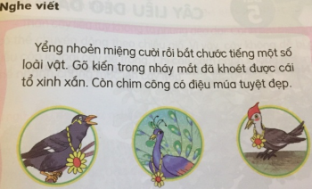 Sách Tiếng Việt 1- bộ Kết nối tri thức: Ngữ liệu phản cảm, cẩu thả