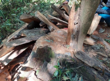 Lâm tặc “âm thầm” khai thác trái phép hơn 22,3m³ gỗ hương