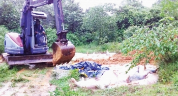 Nguy cơ lây lan dịch bệnh từ lợn chết bị vứt bỏ trên quốc lộ 1A