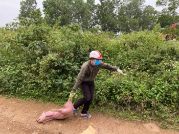 Kinh hãi gần trăm con lợn bệnh chết bị vứt bỏ ven đường