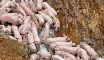 Truy tìm kẻ vứt gần 100 con lợn nhiễm bệnh chết ra môi trường